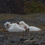 Polar Bears